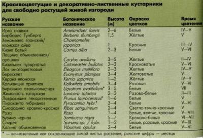 Живая изгородь на даче своими руками: какие растения лучше выбрать, пошаговый процесс монтажа