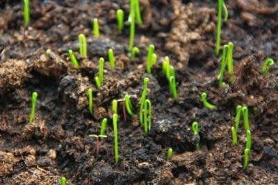 Как вырастить лук из семян за один сезон? Лучшие рекомендации и главные советы