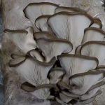 Выращивание грибов в домашних условиях: главные особенности и инструкция для новичков