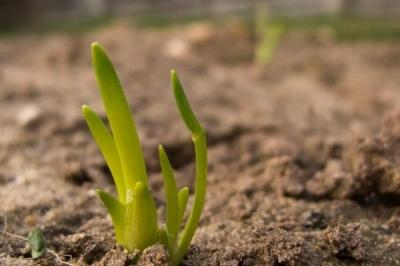 Как вырастить лук из семян за один сезон? Лучшие рекомендации и главные советы