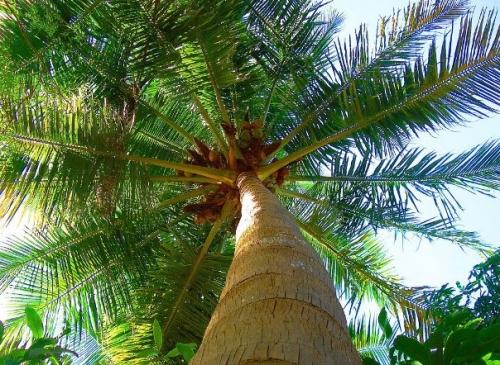 Как посадить пальму на участке