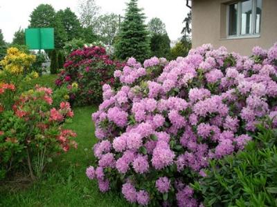 Рододендрон листопадный в дизайне сада: использование, выращивание и уход