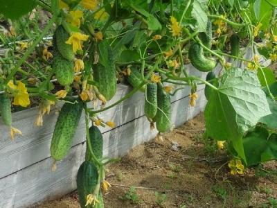 Высокие грядки своими руками: пошагово делаем грядки из досок на даче