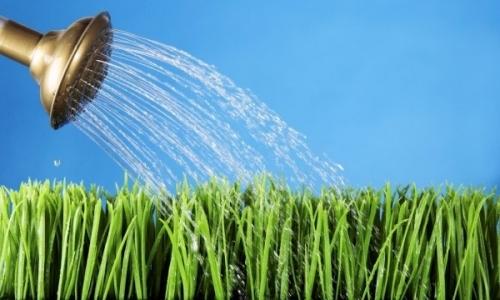 Как правильно поливать газон
