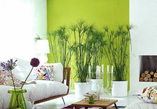 Зелёные растения для гостиной: лучшие идеи
