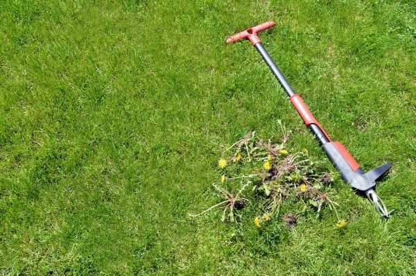 6 необходимых инструментов для дачника, которые упростят работу в саду