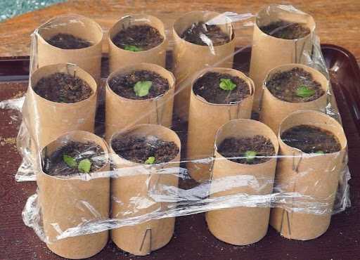 #Лучшедома: 15 интересных лайфхаков для любителей сада во время домашней изоляции