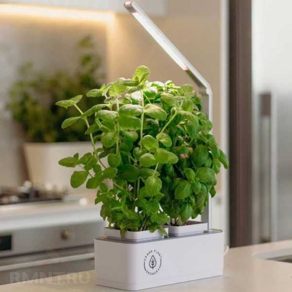 





Smart Garden: особенности, плюсы и минусы «умных садов»



