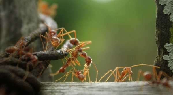 Как избавиться от рыжих муравьев на огороде и в доме