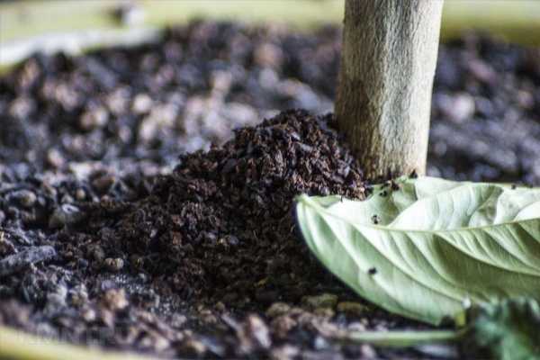 





Как можно использовать кофейную гущу в саду имогороде



