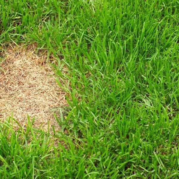 7 болезней придомового газона (и как спасти лужайку минимальными усилиями)