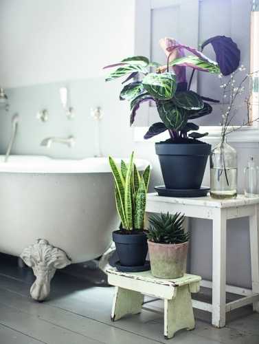 Можно ли вырастить в ванной что-то кроме плесени. 10 лучших растений для ванной комнаты