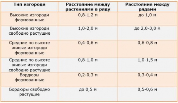 Разновидности живых изгородей и какие растения выбирать