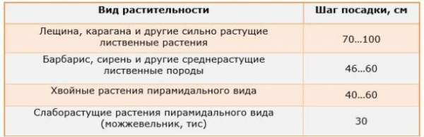 Разновидности живых изгородей и какие растения выбирать