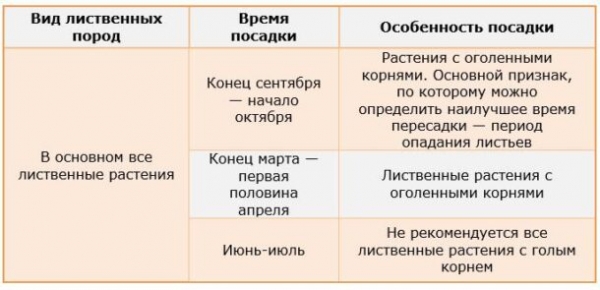 Разновидности живых изгородей и какие растения выбирать